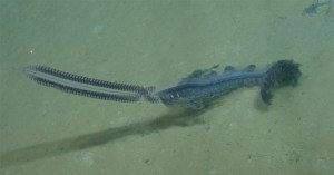 rare deep sea creature siphonophore caught on camera rare deep sea creature siphonophore caught on camera