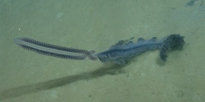Rare Deep Sea Creature Caught on Camera