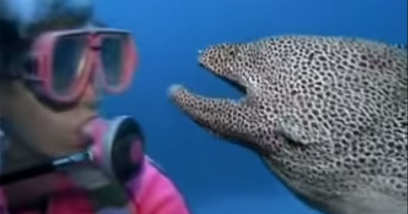 Rare Footage of a Spotted Moray Eel Befriending a Diver