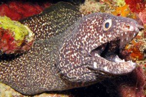 spotted moray eel by florent charpin spotted moray eel by Florent Charpin