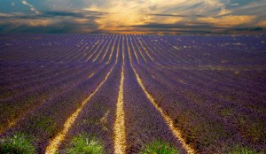 sunset lavender field provence france sunset lavender field provence france