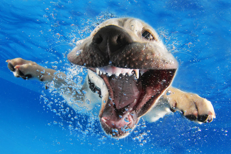 Underwater Photos of Puppies Diving Into Water