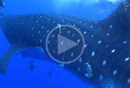 Whale Shark Comes Out of Nowhere