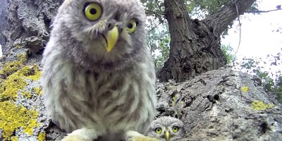 Baby Owls Find Camera Near Their Nest and Try to Eat It