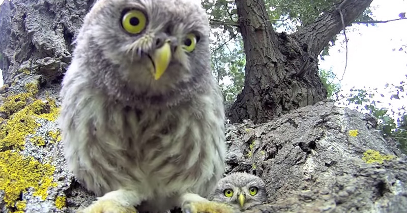 Baby Owls Find Camera Near Their Nest and Try to Eat It