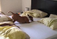 Bull Terrier Goes Nuts on Bed, Everybody Wins