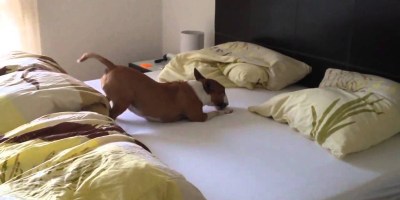Bull Terrier Goes Nuts on Bed, Everybody Wins