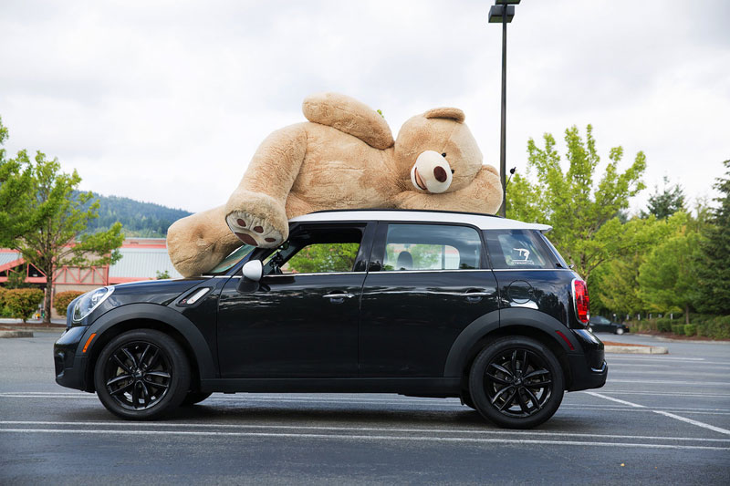 costco 93 inch plush bear on roof of car The Shirk Report   Volume 288