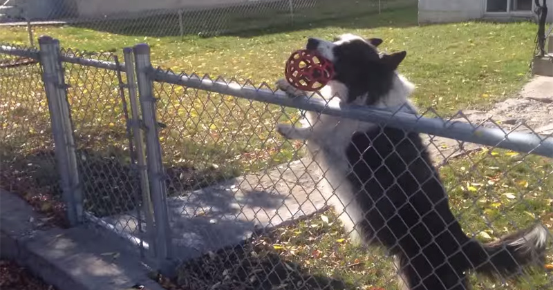 Clever Dog Lures Unsuspecting Pedestrians Into Endless Game of Fetch