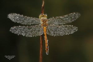 dragonfly with dew on it by andre baumann dragonfly with dew on it by andre baumann