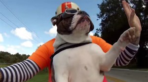 english bulldog waves at passing motorists english bulldog waves at passing motorists