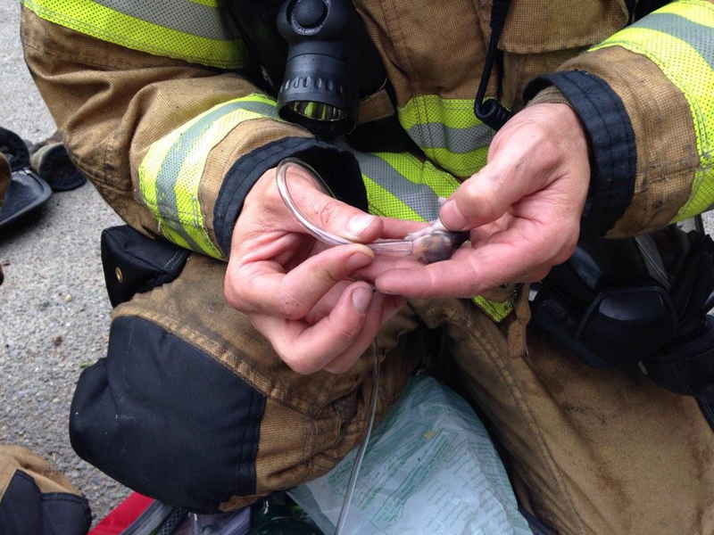 firefighters rescue hamsters from fire lacey washington