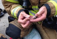 Picture of the Day: Firefighters Put Out Blaze, Rescue Hamsters