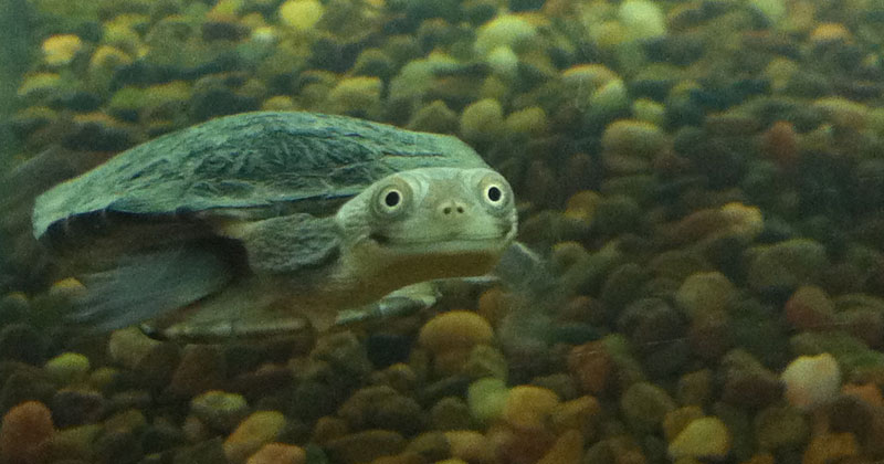 happy-smiling-turtle » TwistedSifter