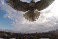 Hawk Takes Down Quadcopter in Mid-Air Attack