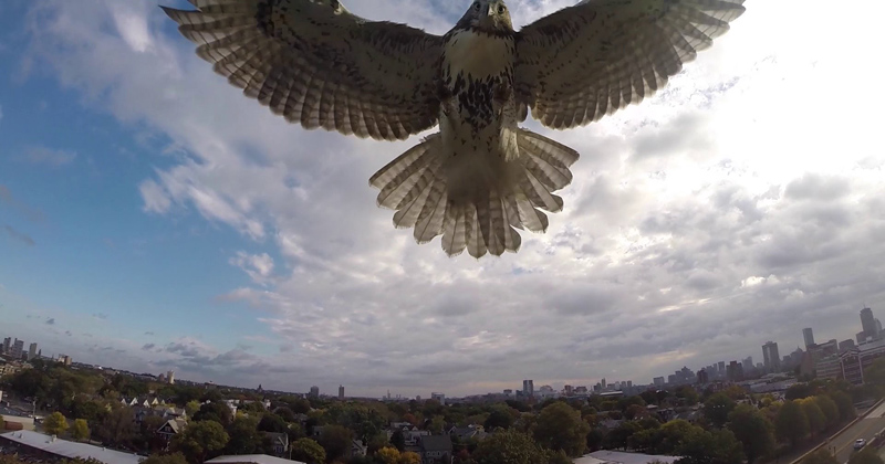 Hawk Takes Down Quadcopter in Mid-Air Attack