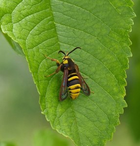 hornet moth 2 hornet moth (2)