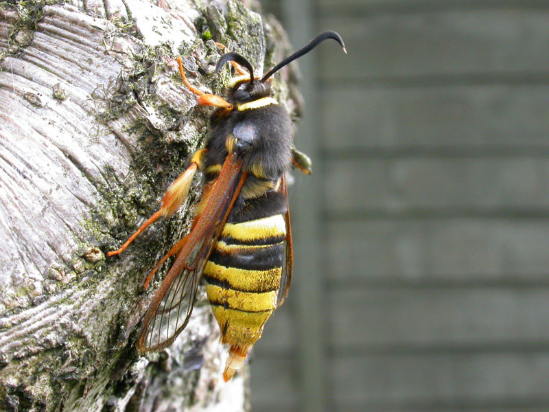 hornet moth (4)