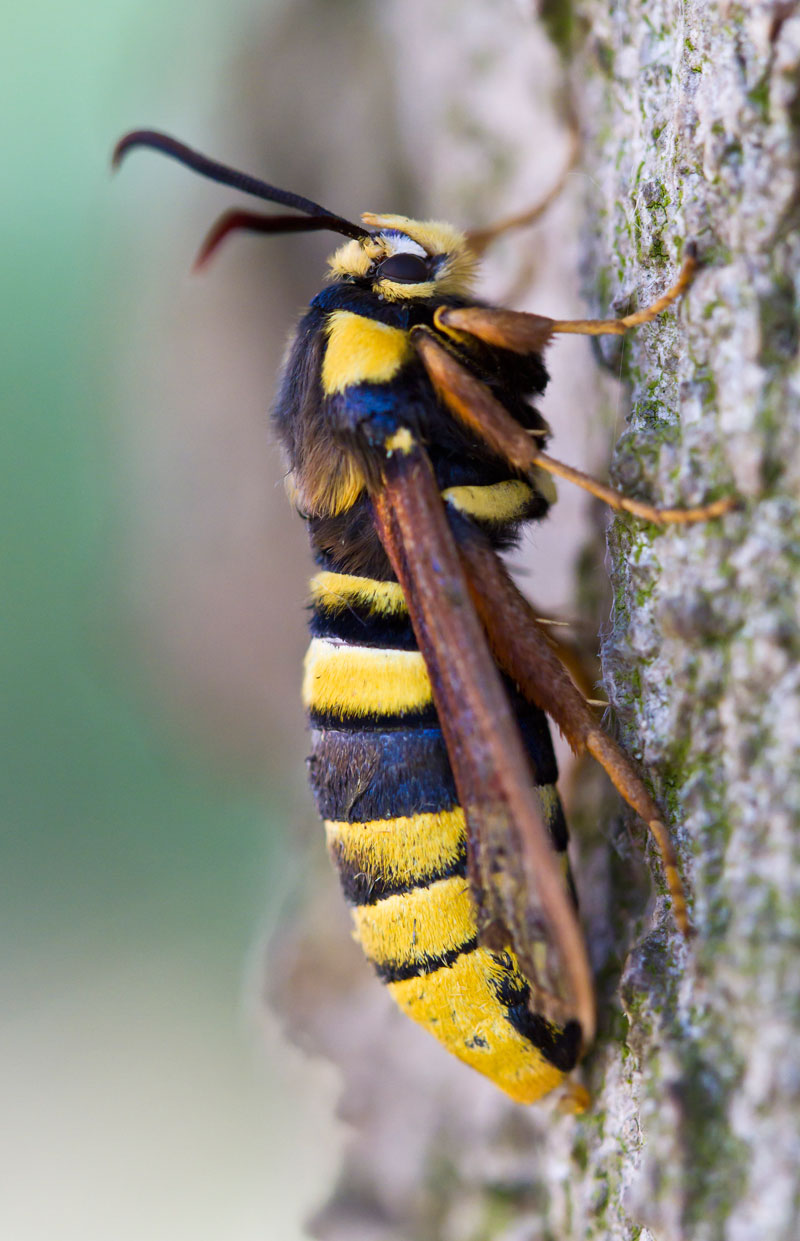 hornet moth (5)