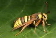 To Protect Itself this Moth Looks Exactly Like a Hornet