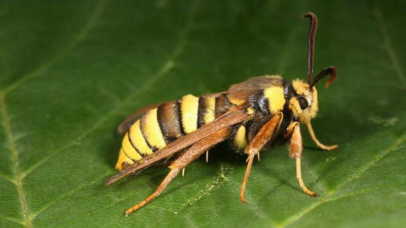 To Protect Itself this Moth Looks Exactly Like a Hornet