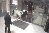 Just a Horse Wandering Into a Police Station