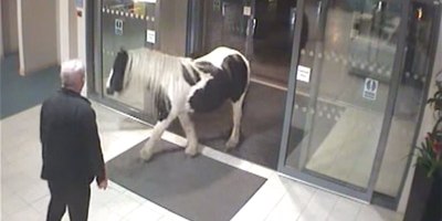 Just a Horse Wandering Into a Police Station