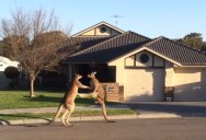 Meanwhile in Australia, a Kangaroo Street Fight
