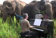 Musician Plays Beethoven for Rescued Group of Old and Injured Elephants