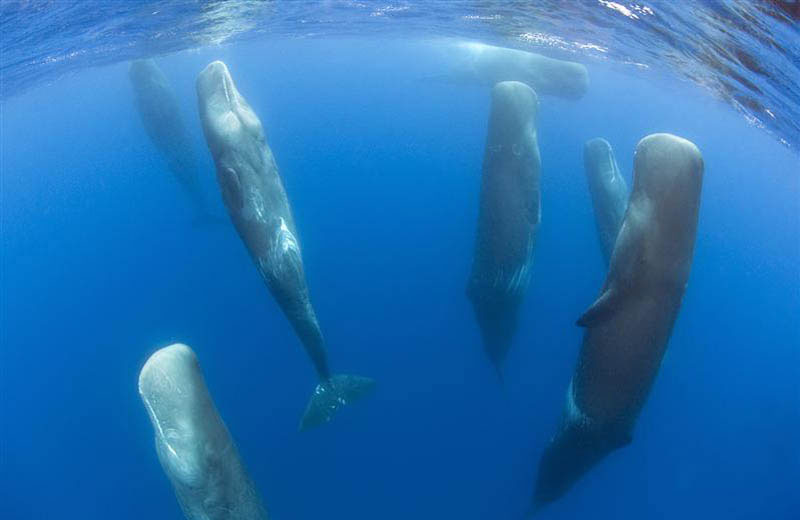 Rare Footage Captures Sperm Whales Sleeping Vertically » TwistedSifter