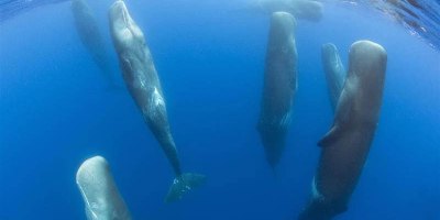 Rare Footage Captures Sperm Whales Sleeping Vertically