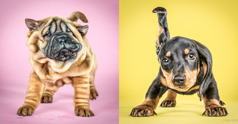 Portraits of Puppies Mid-Shake