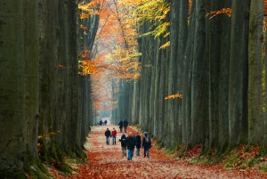 sonian forest brussels belgium autumn walk path Sonian Forest Brussels belgium autumn walk path