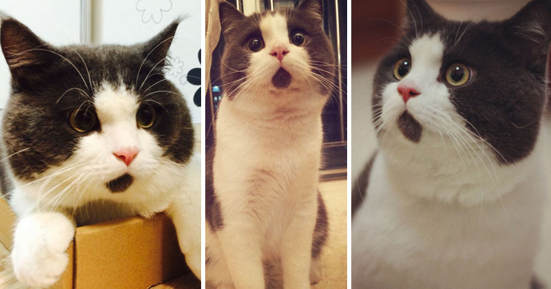 This Cat's Chin Fur Makes Him Look Forever Surprised