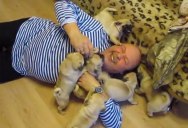 How a Swarm of Baby Pugs Overwhelm Their Prey