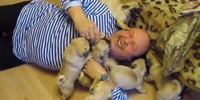 How a Swarm of Baby Pugs Overwhelm Their Prey