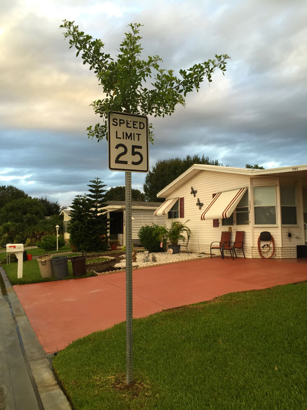 tree grows through speed limit sign in barefoot bay florida (1)