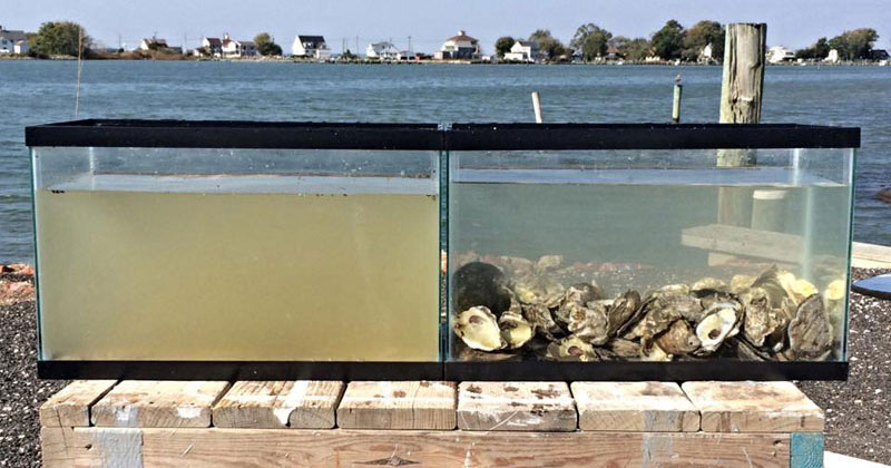 Two Tanks Filled with the Same Water but One has Oysters In It