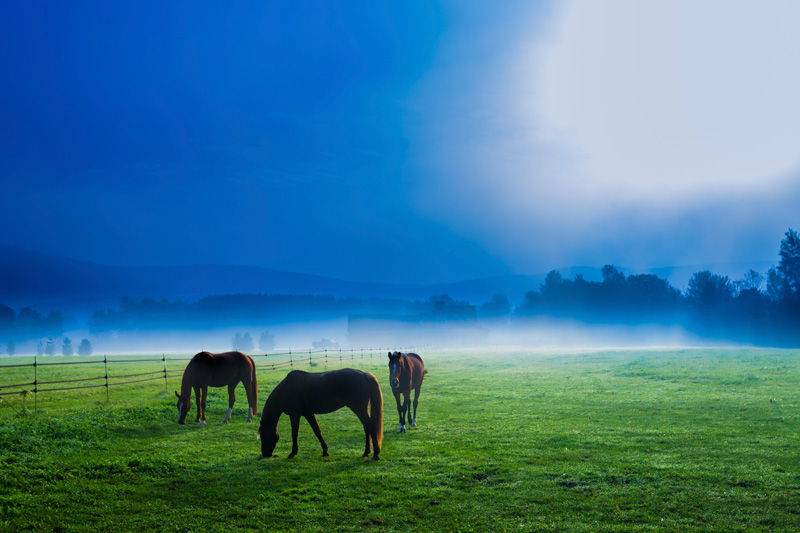 Horses in an early morning foggy field, Stowe, Vermont, USA