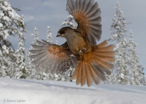 wildlife photographer of the year 2014 winners 3 wildlife photographer of the year 2014 winners (3)