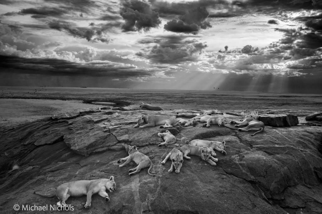 The Winners of the 50th Annual Wildlife Photographer of the Year