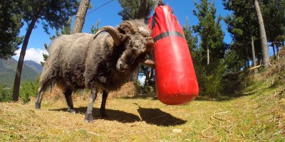 Angry Ram Destroys Punching Bag
