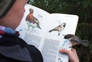 Picture of the Day: Bird Lands on Page About Itself