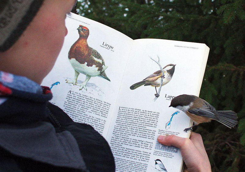 Picture of the Day Bird Lands on Page About Itself » TwistedSifter