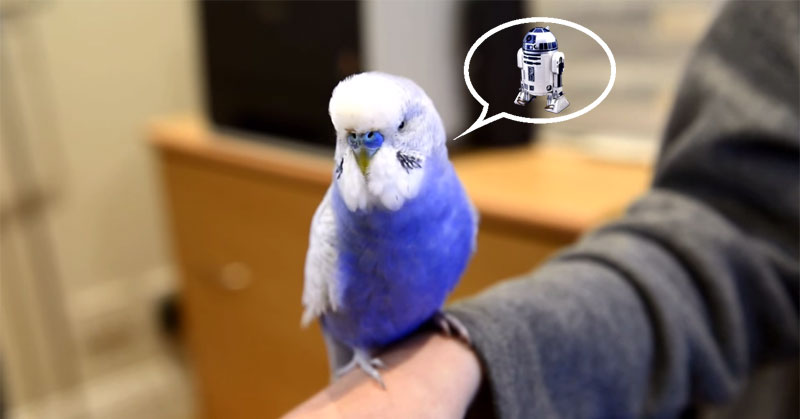 This Bird Talks Like R2D2