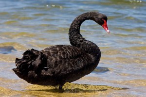 black swan BLACK SWAN