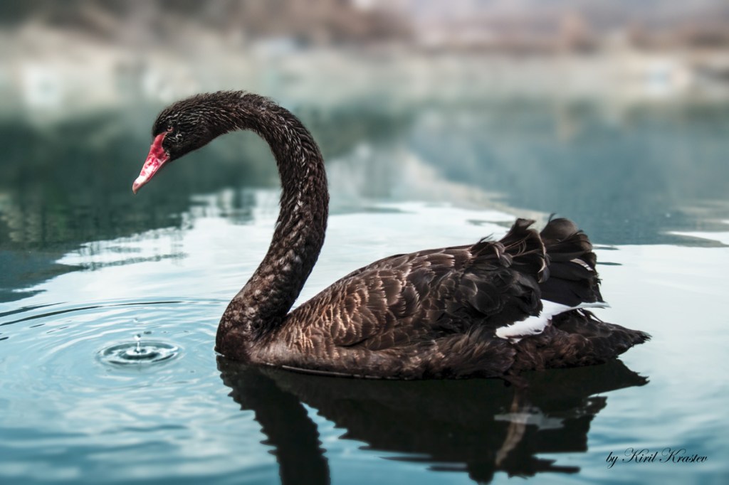 Picture of the Day: The Black Swan