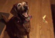 Dog is Adorably Bad at Catching Treats