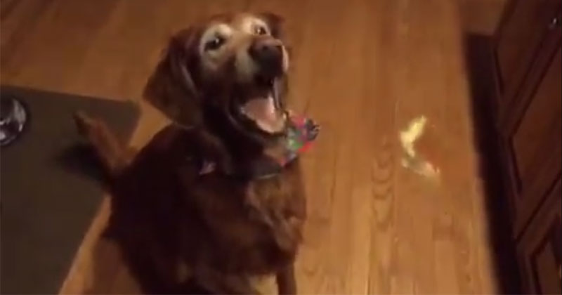 Dog is Adorably Bad at Catching Treats
