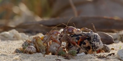 Amazing Footage Shows Hermit Crabs Line Up from Biggest to Smallest to Swap Shells